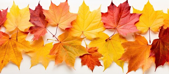 An autumn maple leaf set against a white background with copy space image.