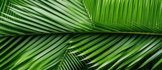 Isolated palm leaf on white background with clipping path for copy space image.