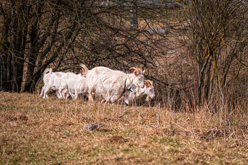 white goats on the farm