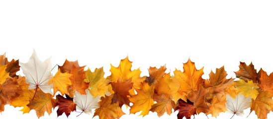 Fototapeta premium A wide panorama format displaying vibrant, colorful autumn leaves bordering a white background - perfect for a copy space image.