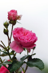 Rosen