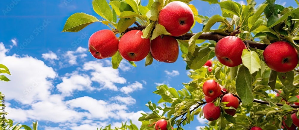 Poster high quality photo featuring a close-up of an apple tree branch with ripe red apples, with a clear b