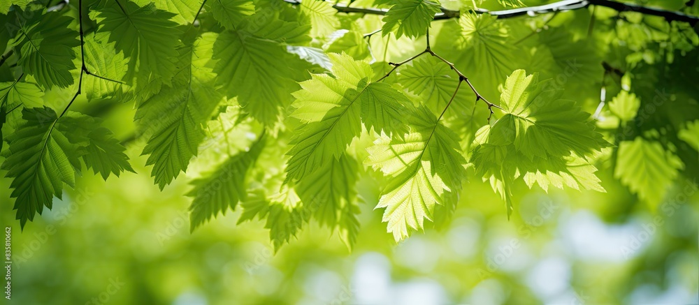 Aufkleber white background with tree leaf frame creating copy space image.