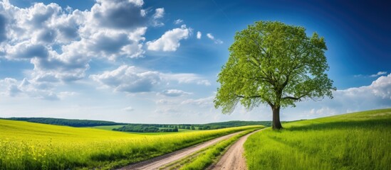Scenic empty road in a spring landscape with trees on the side, offering a picturesque view at sunset, ideal for copy space image.
