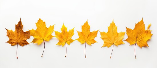 Fototapeta premium Isolated on a white backdrop, an autumn maple branch with leaves casts a shadow, providing space for text or images. Copy space image. Place for adding text and design
