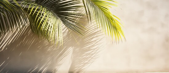 Summer travel concept featuring delicate palm leaf shadows on textured concrete backdrop, ideal for advertising use as an abstract image with copy space.