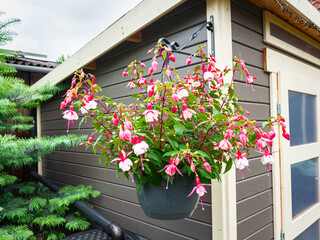 Hanging basket with a beautiful white-red flowering Fuchsia in a garden