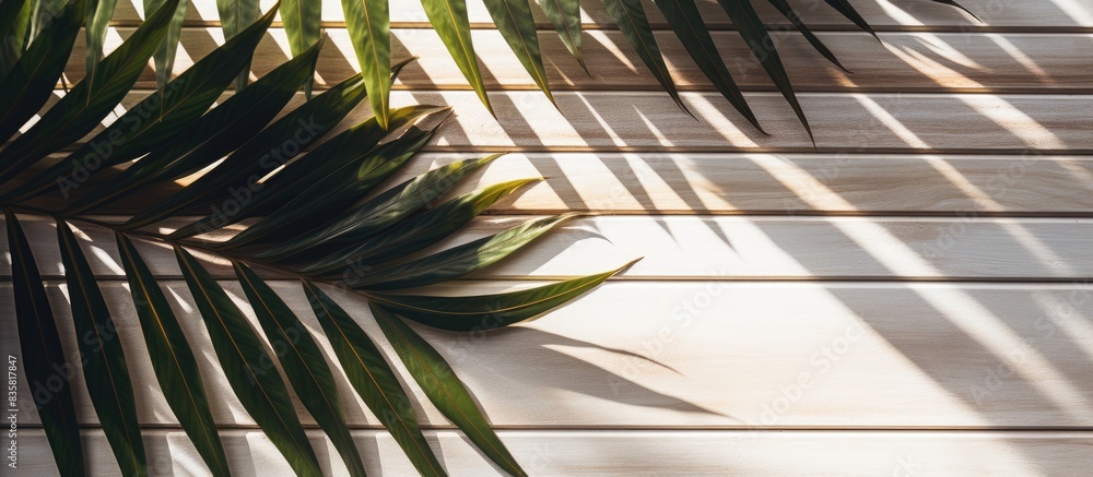 Poster textured white background with palm leaf shadow creating copy space image.