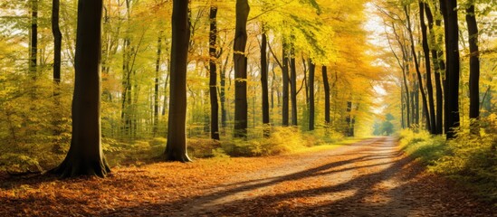 A beautiful autumn forest scene with warm sunlight filtering through golden leaves, a path leading through with copy space image.