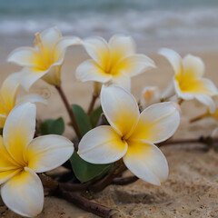 Fototapeta premium a many white and yellow flowers on the beach