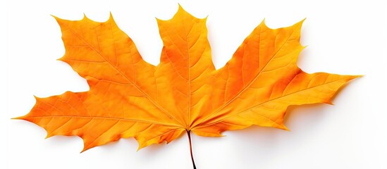 Yellow-orange autumn maple leaf isolated on a white background with clipping path for herbarium purposes. Copy space image. Place for adding text and design
