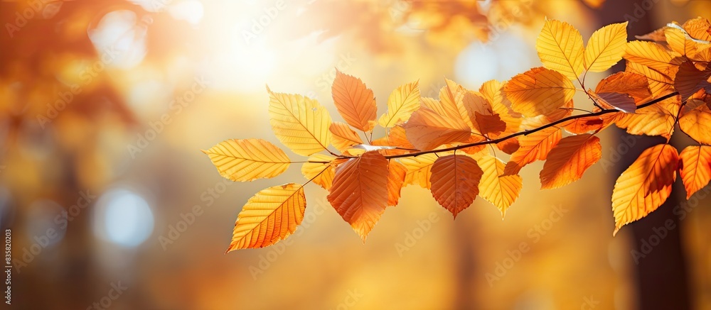 Poster sunlight filtering through autumn leaves creating a blurred background, with space for copy in the i