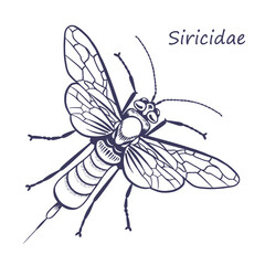 Siricidae vector sketch © olgadanilina