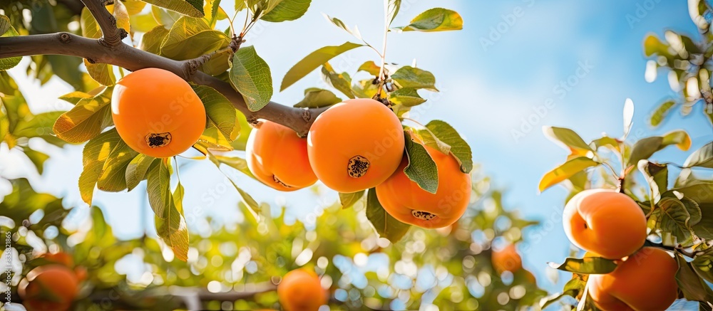 Poster the persimmon tree is ready for harvesting with a copy space image.