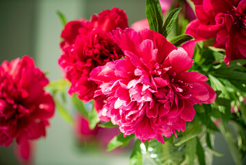 red peonies in the vase