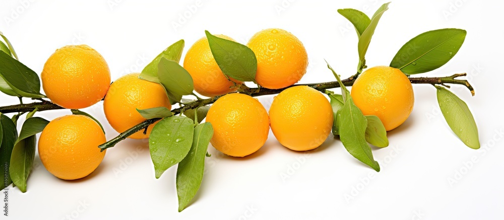 Poster two oranges hanging on a branch in a secluded white background provide a copy space image with a cli