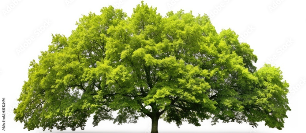 Poster tall trees stand alone against a white backdrop in a copy space image.