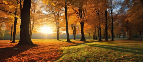 A beautiful autumn forest scene with warm sunlight, showing a wide panoramic view - ideal for use as a copy space image.