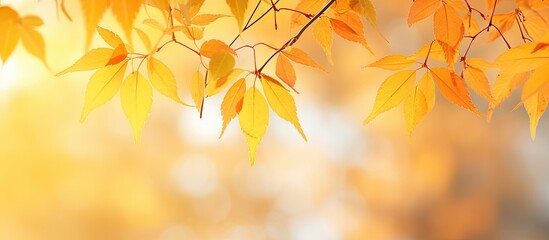 Maple leaves turn colorful in autumn against a blurry bokeh background, providing a beautiful copy space image.