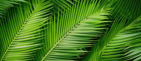 Fototapeta premium Isolated tropical palm leaf on a white background with clipping path included for copy space image.