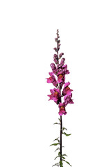 Obraz premium flower