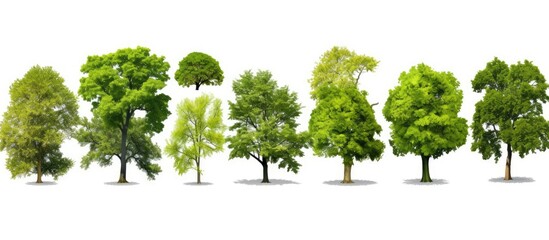 Fototapeta premium Collection of individual trees on white backdrop with copy space image.