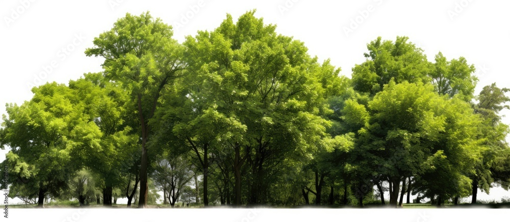 Poster isolated row of lush green trees and shrubs in a summer setting against a white background, creating