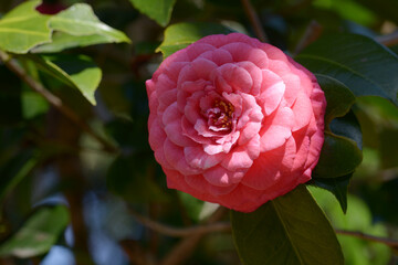 赤いツバキの花