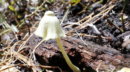 flowerpot parasol mushroom or fungus of temperate to tropical regions. grows on dead wood