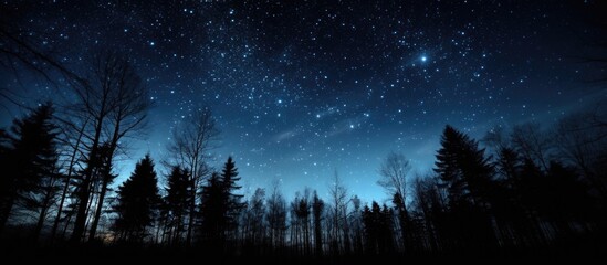 Starry sky over a birch forest with copy space image.