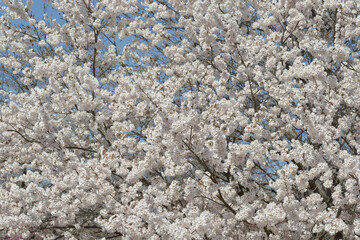 満開の桜