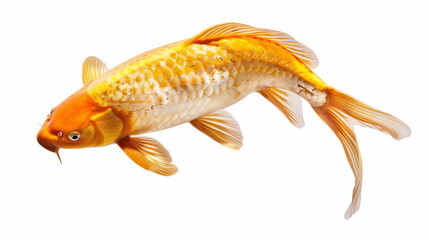 Bi color koi fish on white background : Pets. AI Generative.