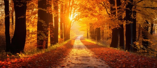 Fototapeta premium Vivid fall leaves in a sunlit park setting, with an available copy space image.