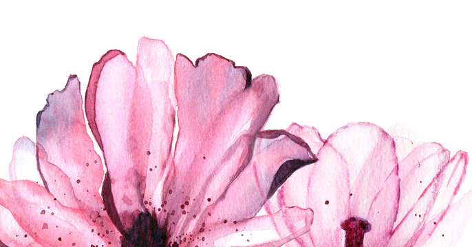 Sfondo due grandi fiori rosa, illustrazione ad acquerello isolata su sfondo bianco