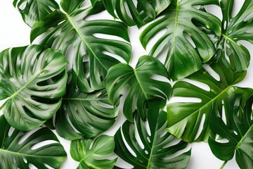 Fototapeta premium Green monstera leaves on white background