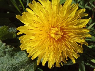 Obraz premium yellow dandelion, close-up, close-up, macro on a background of green blurry grass, top view