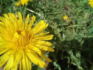 yellow dandelion on the left, close-up, close-up, macro against the background of green blurry grass, top view