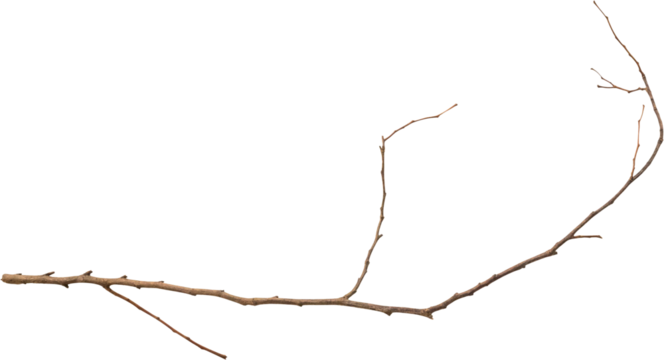 Dry tree branches isolated on white background