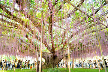 あしかがフラワーパーク 藤の花