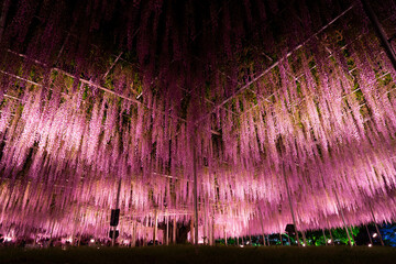 あしかがフラワーパーク 藤の花 ライトアップ