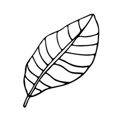 Abstract Doodle Floral Botanical Illustration Line Art Hand Drawn