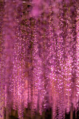 あしかがフラワーパーク 藤の花 ライトアップ