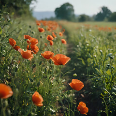 Obraz premium a many orange flowers in a field of green grass