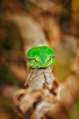 Tree Frog