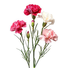 Vibrant bouquet of pink, red, and white carnations in full bloom showcasing natural beauty and delicate petals against a white background.