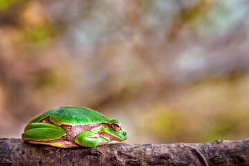 Tree Frog