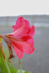 アマリリスの花びら