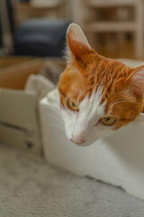 茶白の猫の顔のアップ