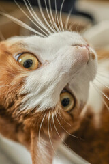 茶白の猫の顔のアップ