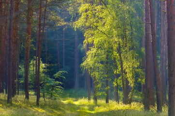 Piękny las